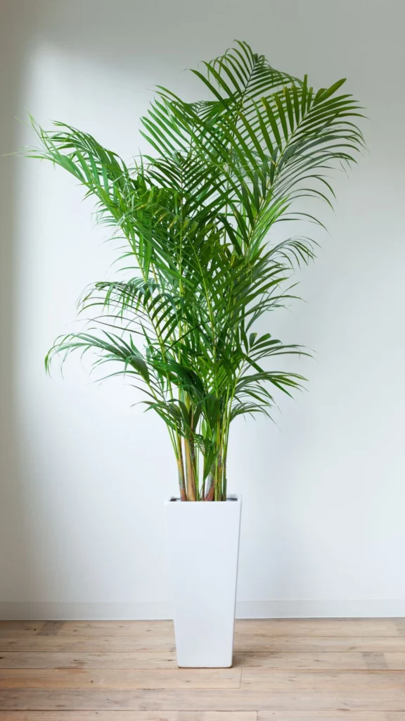 Areca Palm (Scientific name: Dypsis lutescens, Hindi name: Supaaree Taad)