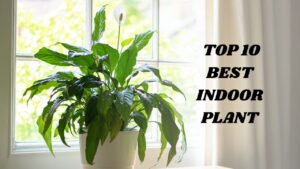 Top 10 Indoor plants for better health