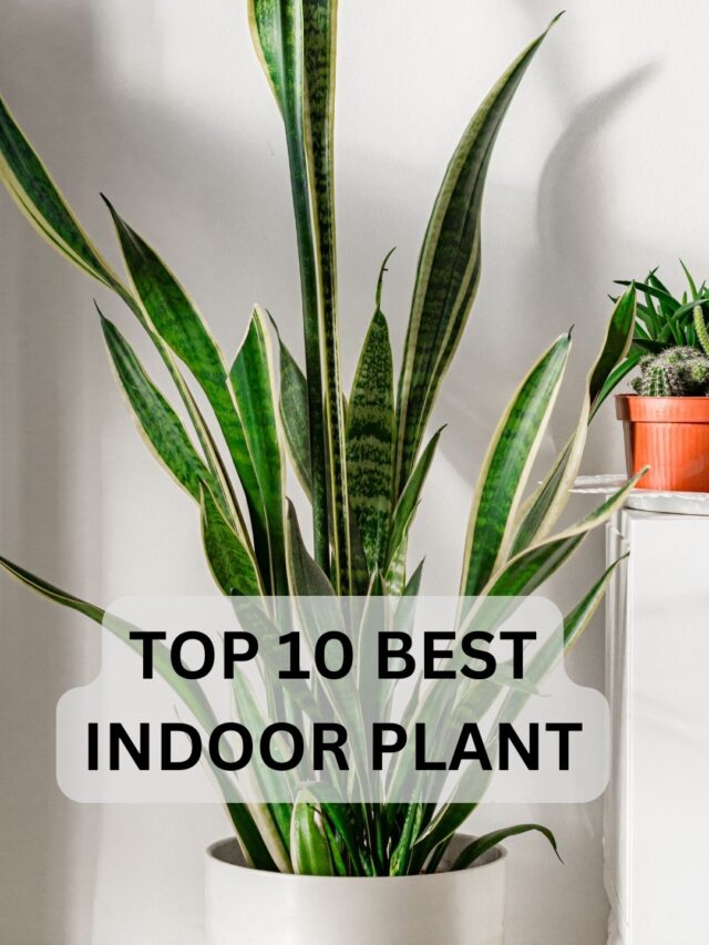 Top 10 Best Indoor Plants and Their Benefit.